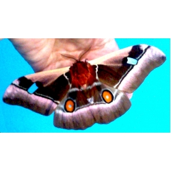 Cabbage Emperor Bunaea alcinoe Africa 15 eggs or 10 larvae, according to availability 